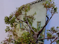 Si ud. no lo ve, entonces los Aliados tampoco